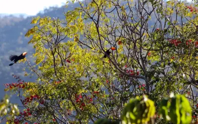 Iniciativa destinará cerca de R$ 3,6 milhões a projetos de conservação
