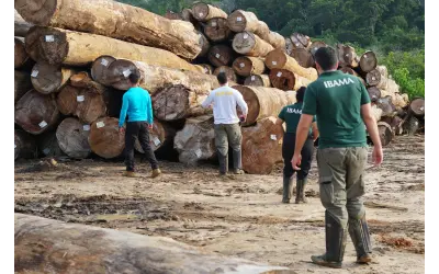 Inmetro desenvolve “impressão digital química” para identificar madeira e combater o comércio ilegal