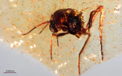 Insetos presos em âmbar há 100 milhões de anos revelam segredos da floresta tropical pré-histórica!