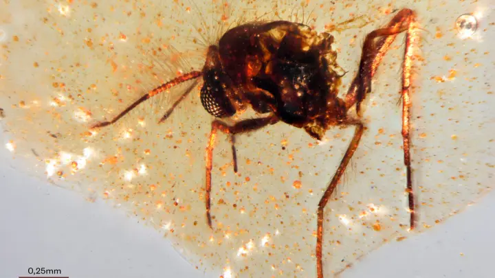 Insetos presos em âmbar há 100 milhões de anos revelam segredos da floresta tropical pré-histórica!