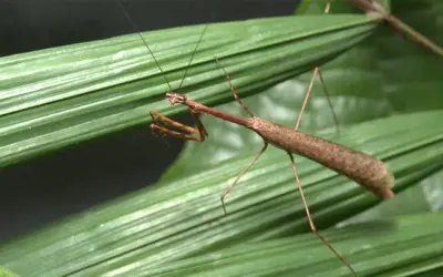 Um mundo de insetos na copa das árvores amazônicas