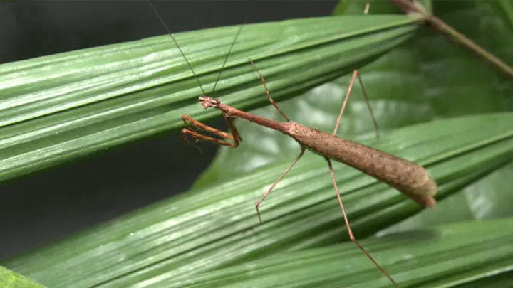 Um mundo de insetos na copa das árvores amazônicas