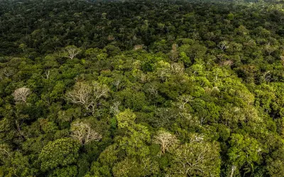 Investigação na Floresta: Cientistas Desvendam as Mortes das Árvores Gigantes da Amazônia