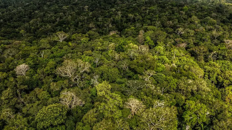 Investigação na Floresta: Cientistas Desvendam as Mortes das Árvores Gigantes da Amazônia
