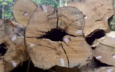 IPÊ E CUMARÚ NA CITES, E AGORA?