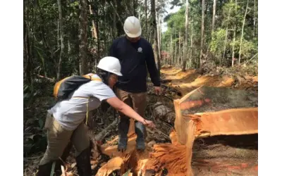 Isótopos na madeira podem revelar origem de extração ilegal na Amazônia