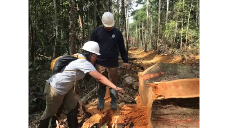 Isótopos na madeira podem revelar origem de extração ilegal na Amazônia