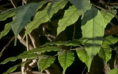 'Jardins do diabo': a árvore amazônica que abriga um 'exército assassino'