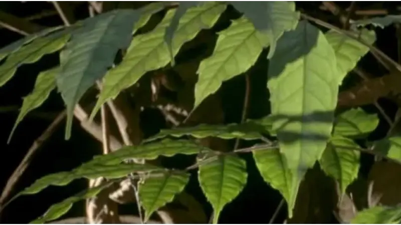 'Jardins do diabo': a árvore amazônica que abriga um 'exército assassino'