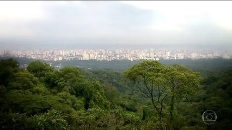 Justiça proíbe Ibama de anular sanções ambientais em áreas de preservação da Mata Atlântica