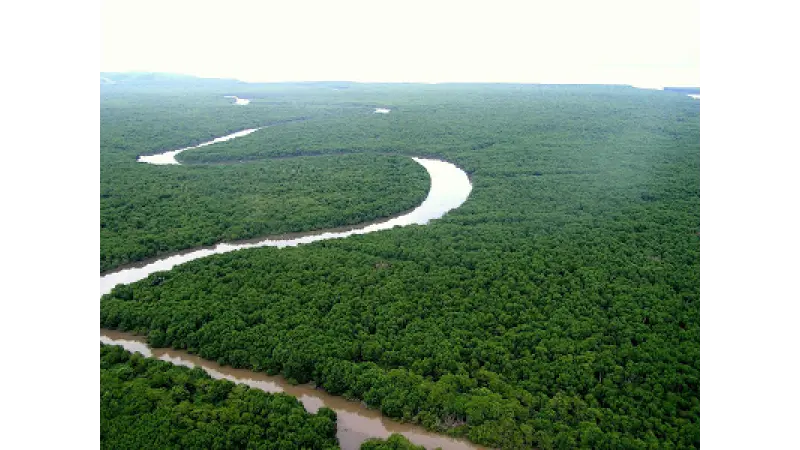 Lançado edital para concessão florestal em Caxiuanã
