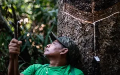 Do ciclo da exploração à bioeconomia: Povo Gavião ressignifica a extração de látex em Rondônia