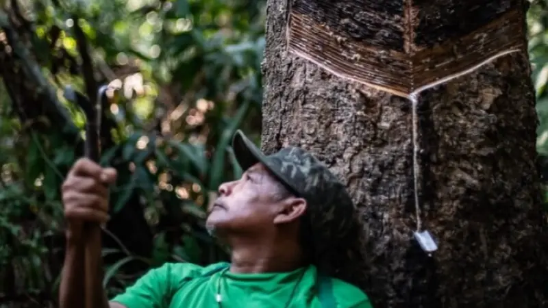 Do ciclo da exploração à bioeconomia: Povo Gavião ressignifica a extração de látex em Rondônia