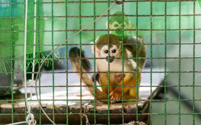 “Lavagem de animais": trafico põe em xeque a biodiversidade brasileira