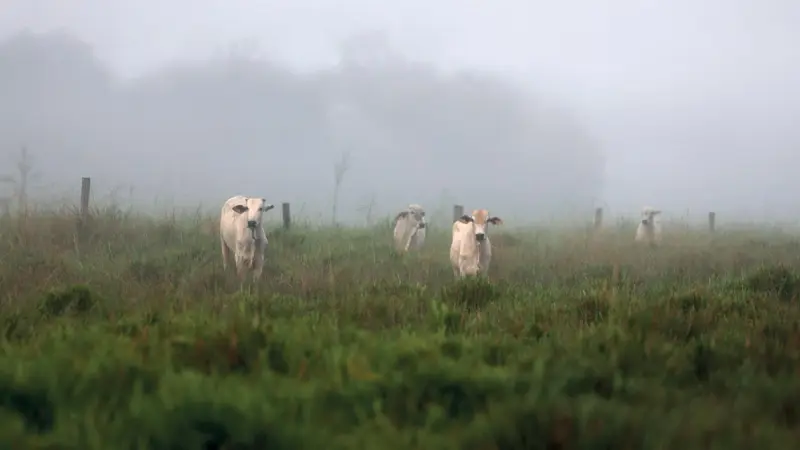 Legislação ambiental enfraquecida