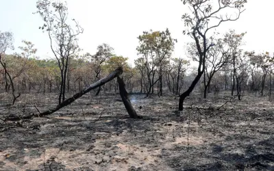 Leste da Amazônia vira fonte de carbono e passa a emitir mais CO2 do que absorve