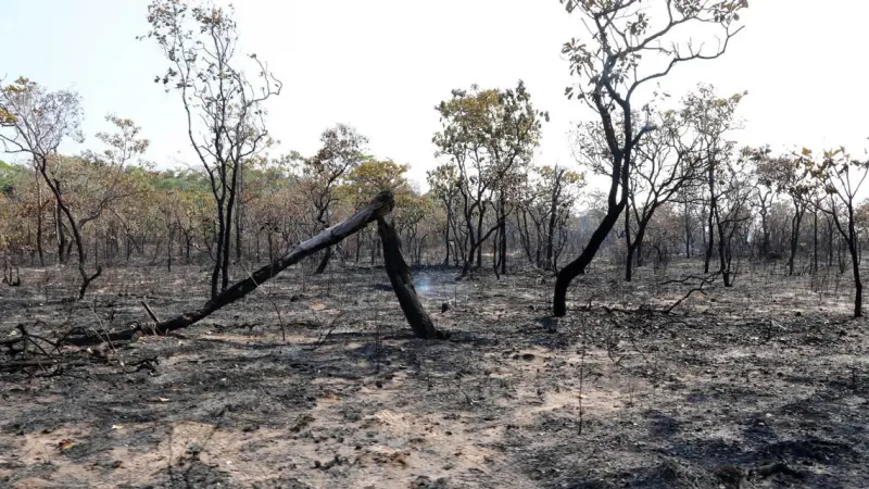Leste da Amazônia vira fonte de carbono e passa a emitir mais CO2 do que absorve