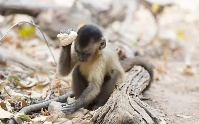 Macacos-prego em Minas Gerais alcançam estágio evolutivo semelhante à Idade da Pedra Lascada