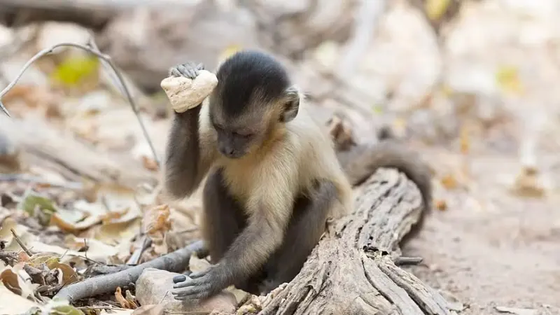 Macacos-prego em Minas Gerais alcançam estágio evolutivo semelhante à Idade da Pedra Lascada