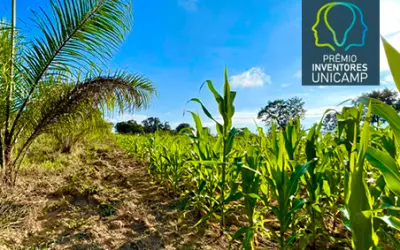 Macaúba é a nossa melhor aposta ecologicamente sustentável para gorduras industriais