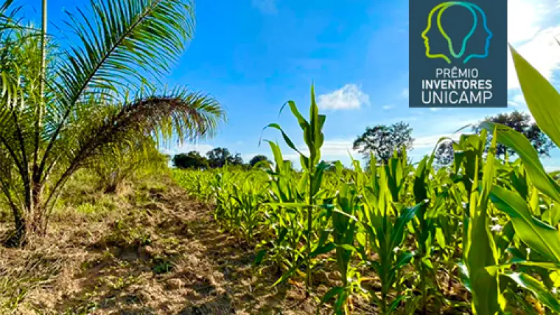 Macaúba é a nossa melhor aposta ecologicamente sustentável para gorduras industriais