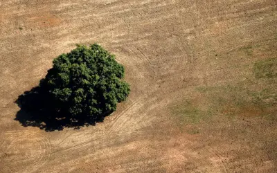 Mais agropecuária, menos florestas