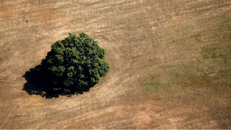 Mais agropecuária, menos florestas