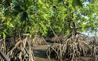 Mais da metade de todos os ecossistemas de mangue em risco de colapso até 2050