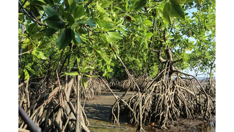 Mais da metade de todos os ecossistemas de mangue em risco de colapso até 2050