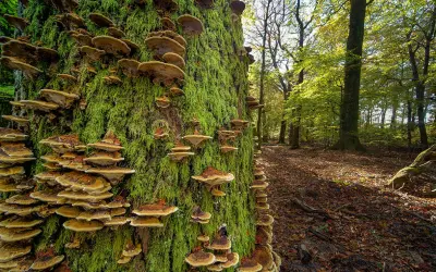 Mais de 1 trilhão de microrganismos vivem dentro de um tronco de árvore comum