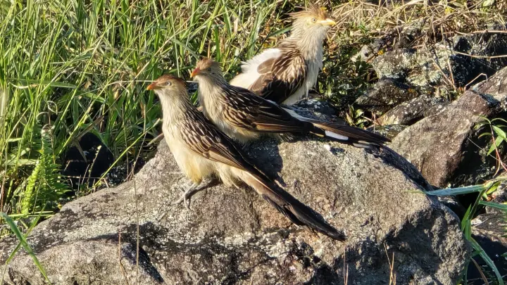 Mais de 500 espécies de aves podem ser extintas até 2100, alerta estudo