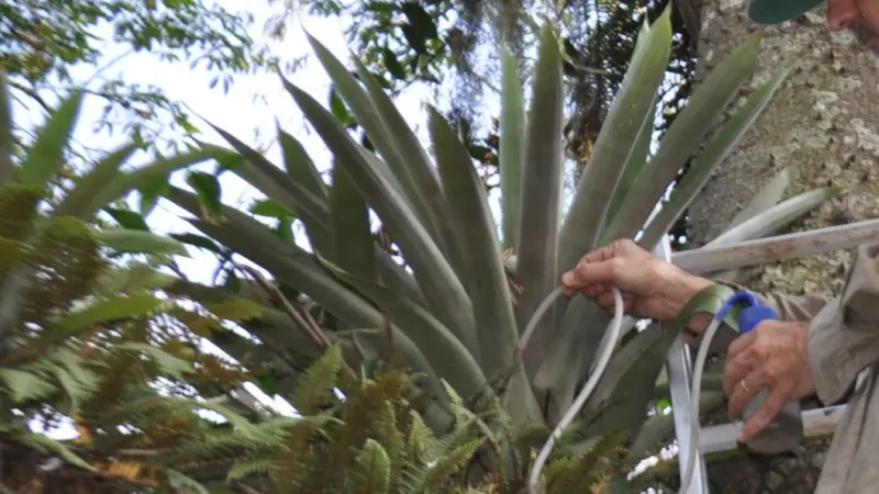 Malária silvestre: estudo revela como bromélias influenciam o mosquito vetor na Mata Atlântica