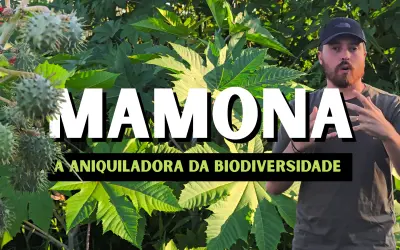 Mamona: A Planta Assassina da Biodiversidade