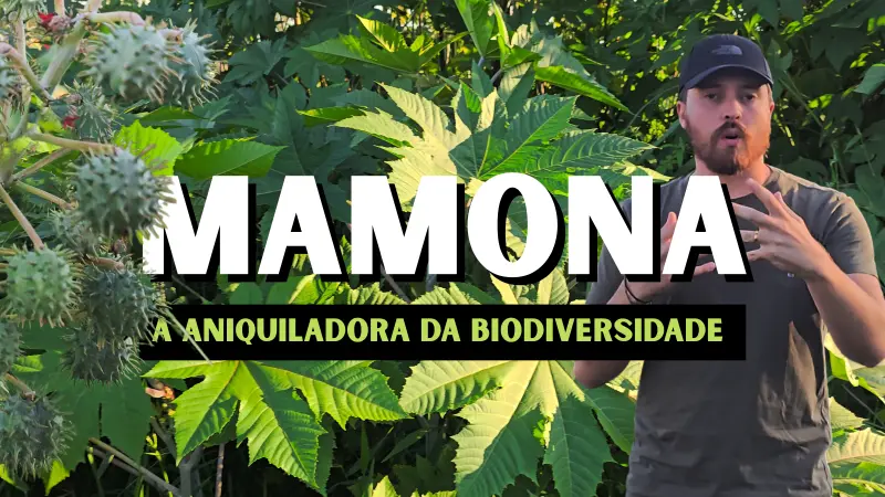 Mamona: A Planta Assassina da Biodiversidade