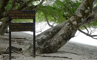 Mancenilheira: A 'árvore da morte', é considerada a árvore mais perigosa do mundo