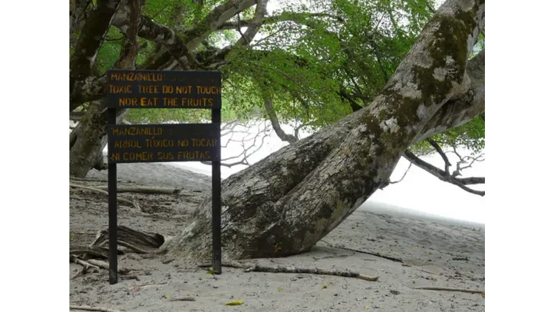 Mancenilheira: A 'árvore da morte', é considerada a árvore mais perigosa do mundo
