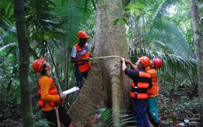 Manejo de Impacto Reduzido na Amazônia garante estoque de carbono e recuperação da floresta, aponta estudo de 30 anos