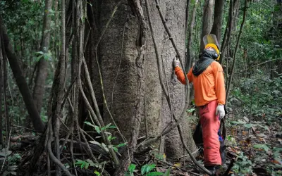 Manejo florestal amazônico: estudo da ESALQ defende critérios específicos por espécie