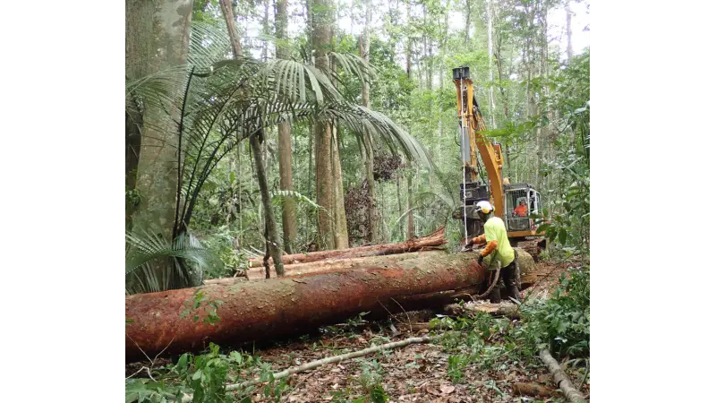 A França também é amazônica: o que Brasil e Guiana Francesa podem aprender um com o outro sobre manejo florestal