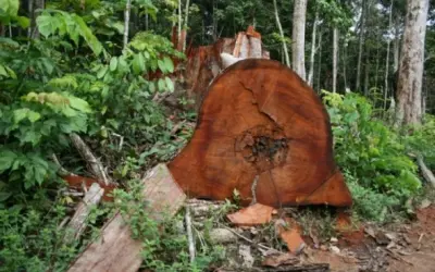 Manejo florestal, mesmo legal, ameaça árvores nobres da Amazônia