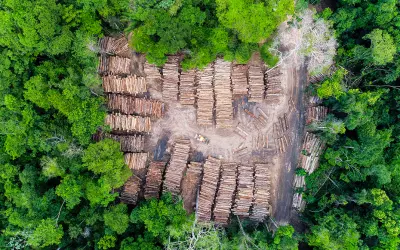 Amazônia Legal movimentou mais de 6,5 milhões de m³ de madeira nativa em 2024 e setor ganham destaque às vésperas da COP30