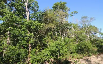 Pesquisa da UFPI mostra efeitos do manejo florestal sustentável em área de caatinga no sul do Piauí