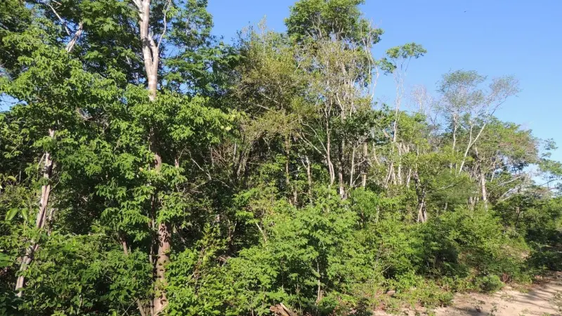 Pesquisa da UFPI mostra efeitos do manejo florestal sustentável em área de caatinga no sul do Piauí