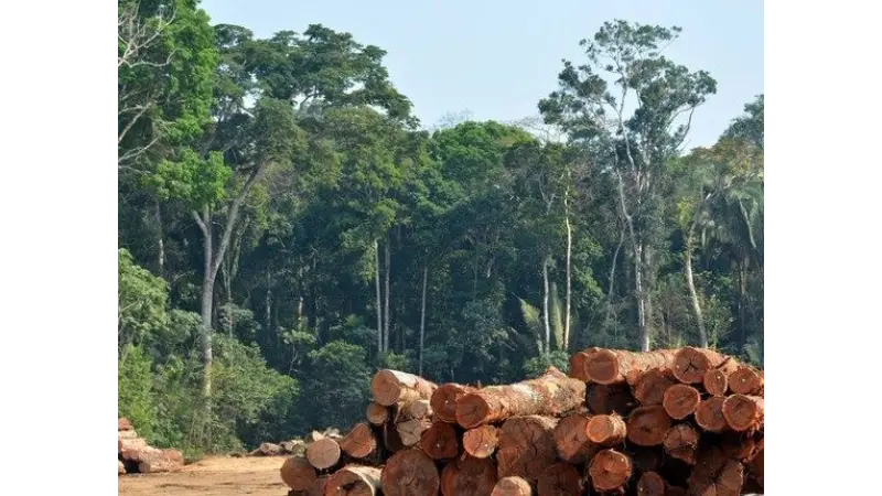 Manejo sustentável é chave para o futuro da floresta