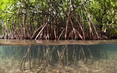 Mangue amazônico é mais eficiente em capturar CO2 do que a floresta terrestre