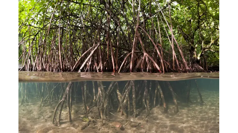 Mangue amazônico é mais eficiente em capturar CO2 do que a floresta terrestre