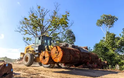 Mato Grosso consolida liderança no processamento de madeira nativa, mas enfrenta desafios de governança
