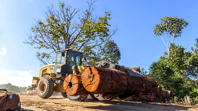Mato Grosso consolida liderança no processamento de madeira nativa, mas enfrenta desafios de governança