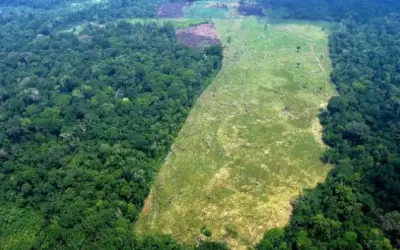 Mato Grosso é o 2º estado que mais perdeu vegetação natural em 20 anos em todo país
