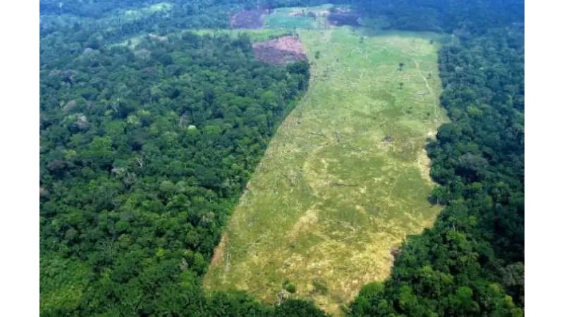 Mato Grosso é o 2º estado que mais perdeu vegetação natural em 20 anos em todo país